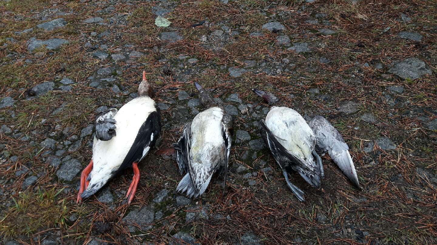 Resized_20171105_105053