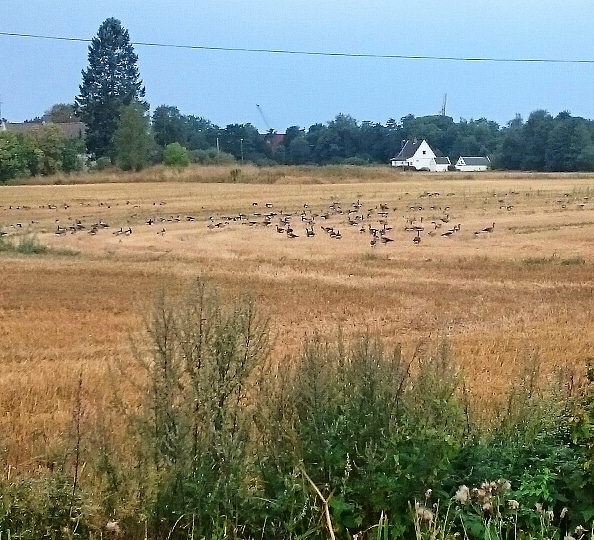 IMG_20180808_075618_867